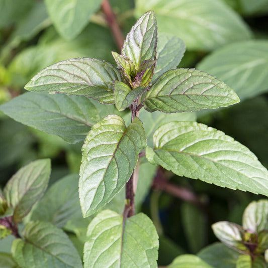 Schokoladen-Minze 'Chocolate' - Bakker