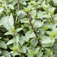 Schokoladen-Minze 'Chocolate' - Mentha x piperita Chocolate - Bakker