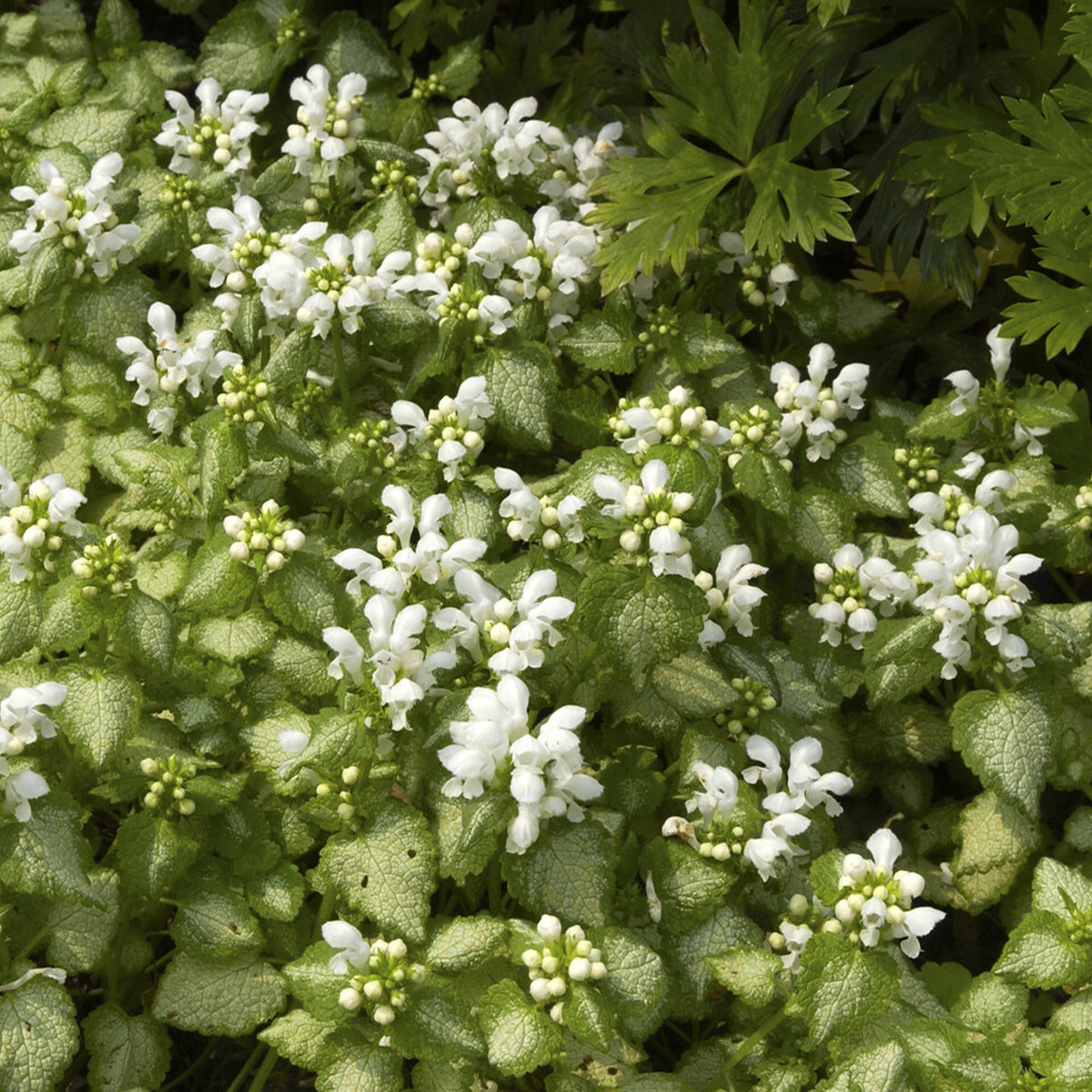 Gefleckte Taubnessel ‘White Nancy’ - Lamium maculatum white nancy - Bakker