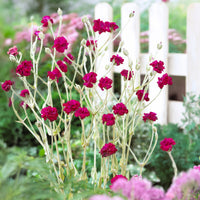 Kronen-Lichtnelke 'Gardeners World'