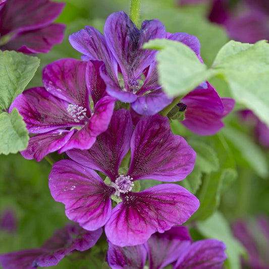 Waldmalve Malva sylvestris (x3)