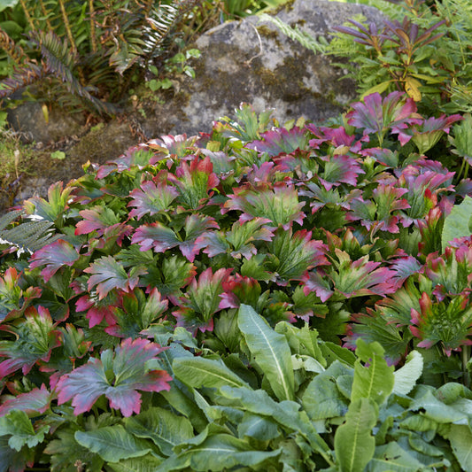 Mukdenie von Ross Karasuba Efeu aus der Mandschurei Karasuba - Bakker