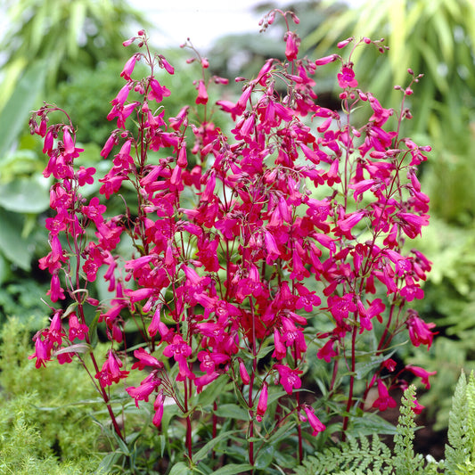 Penstémon Andenken an Friedrich Han Galane Andenken an Friedrich Han - Bakker