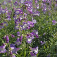 Galan Alice Hindley Pentemon Alice Hindley - Penstemon Alice Hindley - Bakker