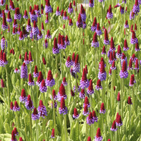 Primula vialii - Vater-Vial-Primel Orchideen-Primel - Stauden