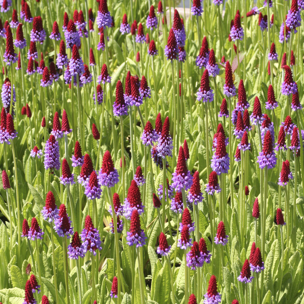 Primula vialii - Orchideen-Primel - Stauden
