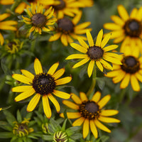 Rudbeckia fulgida Little Goldstar - Rudbeckie Little Goldstar - Rudbeckia