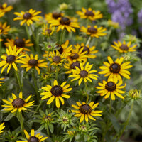 Rudbeckia - Rudbeckie Little Goldstar - Rudbeckia fulgida Little Goldstar