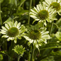 Rudbeckie Little Goldstar - Rudbeckia fulgida Little Goldstar - Bakker