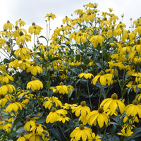 Rudbeckia - Rudbeckie Herbstsonne Rudbeckia Autumn Sun - Rudbeckia nitida Herbstsonne