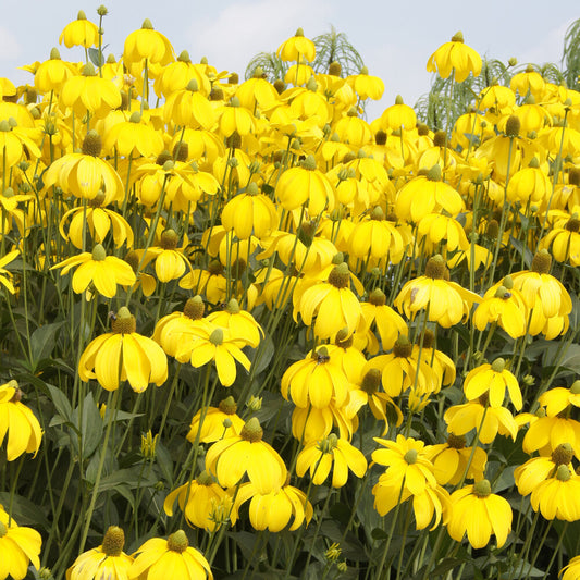 Rudbeckie Herbstsonne Rudbeckia Autumn Sun