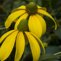 Rudbeckia nitida Herbstsonne - Rudbeckie Herbstsonne Rudbeckia Autumn Sun - Rudbeckia