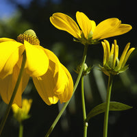 Rudbeckie Herbstsonne Rudbeckia Autumn Sun - Rudbeckia nitida Herbstsonne - Bakker