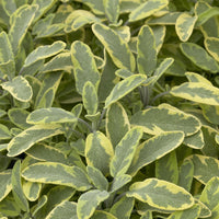 Salvia officinalis Aurea - Salvia officinalis Aurea Goldener panaschierter Salbei - Salbei