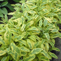 Salvia officinalis Aurea Goldener panaschierter Salbei - Bakker