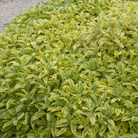 Salvia officinalis Aurea Goldener panaschierter Salbei - Salvia officinalis Aurea - Bakker