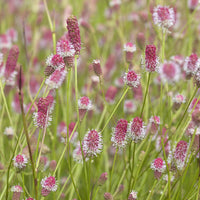 Großer Wiesenknopf Pink Tanna - Sanguisorba officinalis Pink Tanna - Bakker