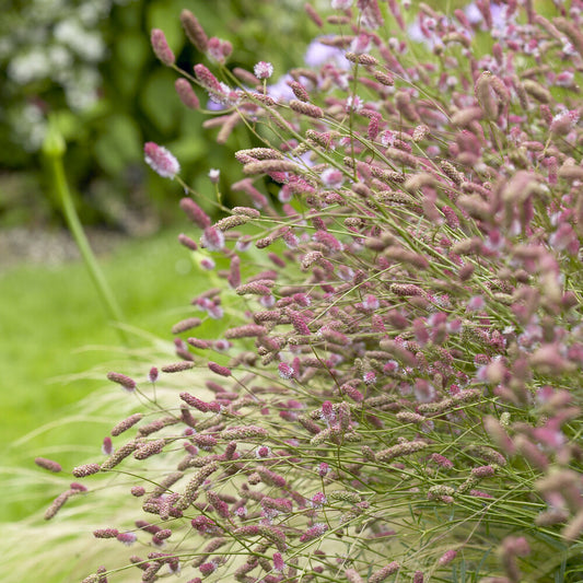 Großer Wiesenknopf Pink Tanna