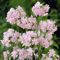 Stauden - Seifenkraut Rosea Plena Rosa gefüllt blühendes Seifenkraut - Saponaria officinalis Rosea Plena