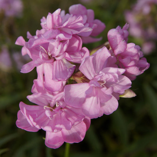 Seifenkraut Rosea Plena Rosa gefüllt blühendes Seifenkraut - Bakker