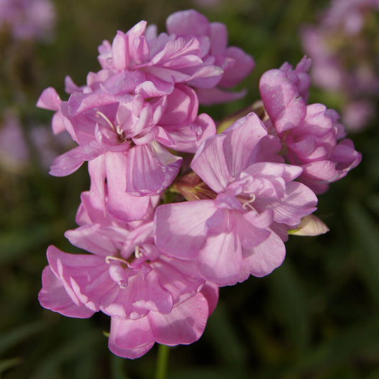 Seifenkraut Rosea Plena Rosa gefüllt blühendes Seifenkraut