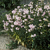 Seifenkraut Rosea Plena Rosa gefüllt blühendes Seifenkraut - Saponaria officinalis Rosea Plena - Bakker
