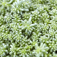 Sedum Coral Carpet Orpinus Coral Carpet (x3) - Sedum album Coral Carpet - Bakker