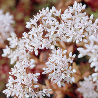 Stauden - Sedum Coral Carpet Orpinus Coral Carpet (x3) - Sedum album Coral Carpet