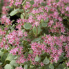 Sedum Lidakense Orpinus Lidakense (x3) - Bakker