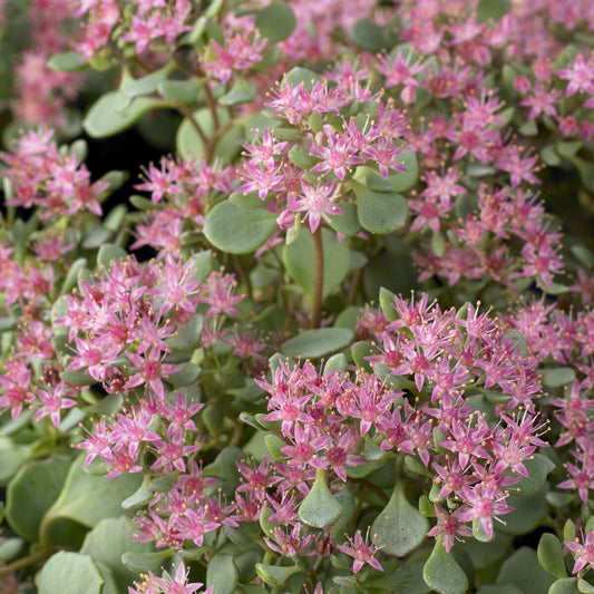 Sedum Lidakense Orpinus Lidakense (x3)