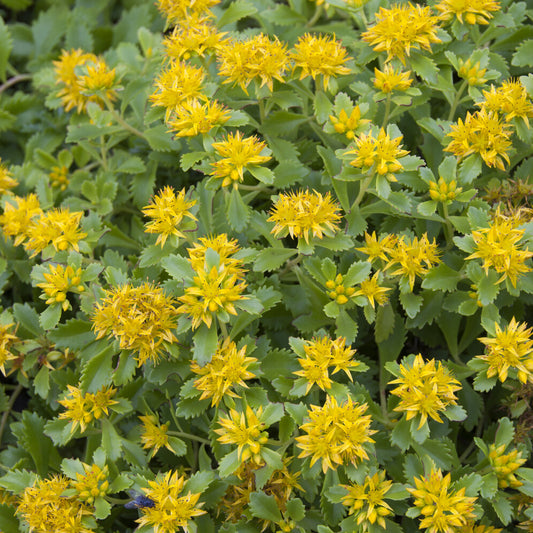 Kamtschaka-Sedum Kamtschaka-Knabenkraut (x3) - Bakker