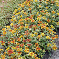 Sedum kamtschaticum Variegatum - Kamtschaka-Sedum Variegatum Kamtschaka-Knabenkraut Variegatum (x3) - Stauden