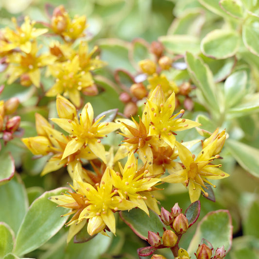 Kamtschaka-Sedum Variegatum Kamtschaka-Knabenkraut Variegatum (x3)