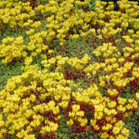 Oregon-Sedum Oregon-Knabenkraut (x3) - Sedum oreganum - Bakker