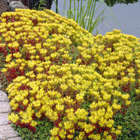Oregon-Sedum Oregon-Knabenkraut (x3) - Bakker