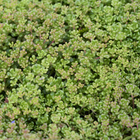Sedum oreganum - Oregon-Sedum Oregon-Knabenkraut (x3) - Stauden