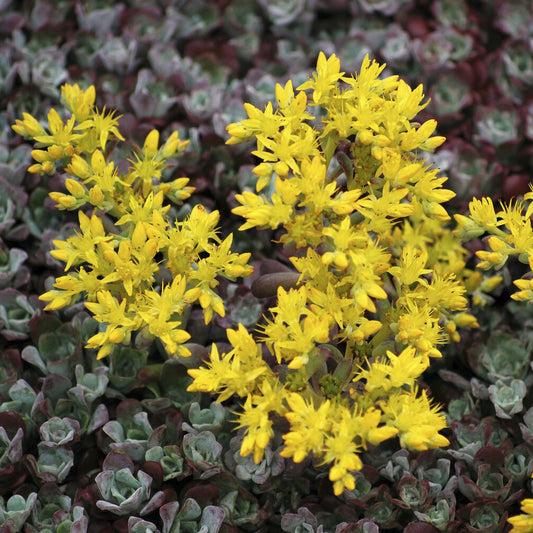 Spatelförmige Sedum Purpureum Spatelförmiges Knabenkraut Purpureum (x3) - Bakker