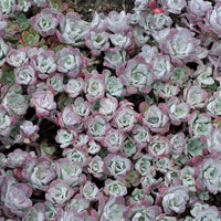 Spatelblättriges Fettblatt 'Purpureum' - Sedum spathulifolium Purpureum - Bakker