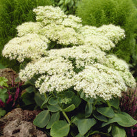 Fetthenne Stardust - Sedum spectabile Stardust - Bakker