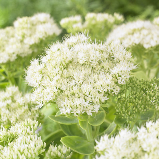 Fetthenne Stardust - Bakker