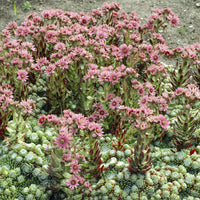 Spinnweb Hauswurz - Sempervivum arachnoideum - Bakker