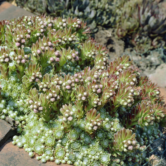 Spinnennetz-Jubarb Sempervivum arachnoideum (x3)