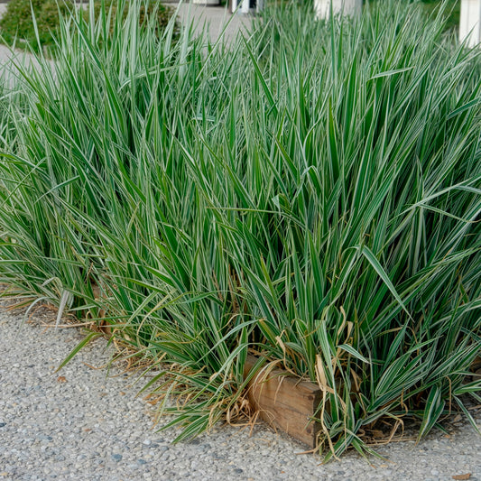 Rohrglanzgras - Bakker