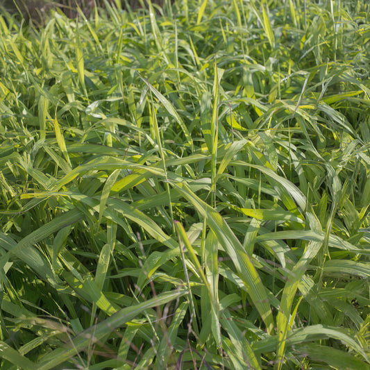 Zotten-Raugras - Bakker