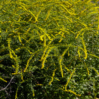 Solidago rugosa Fireworks - Goldrute Fireworks - Solidago - Goldrute