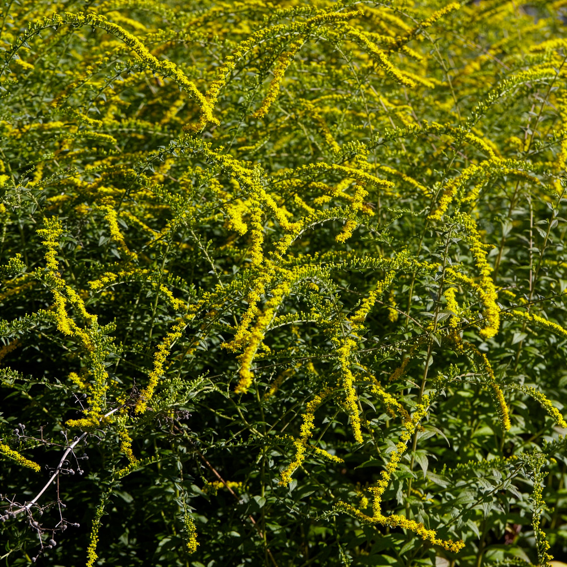 Solidago rugosa Fireworks - Goldrute Fireworks - Solidago - Goldrute