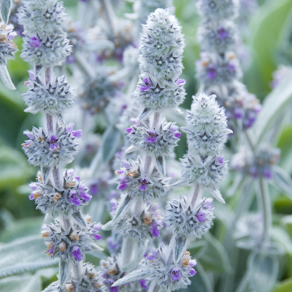 Stauden - Wollziest ‘Big Ears’ - Stachys byzantina Big Ears