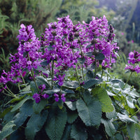 Blühende Stauden - Großblütiger Ziest Superba - Stachys grandiflora Superba