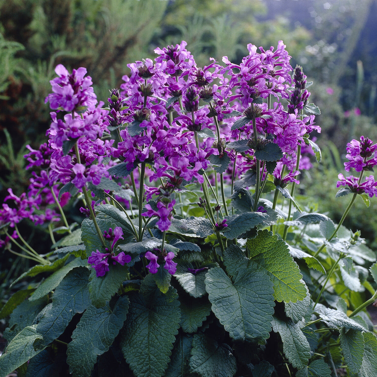 Blühende Stauden - Großblütiger Ziest Superba - Stachys grandiflora Superba