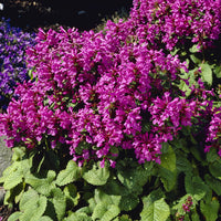 Großblütiger Ziest Superba - Stachys grandiflora Superba - Bakker